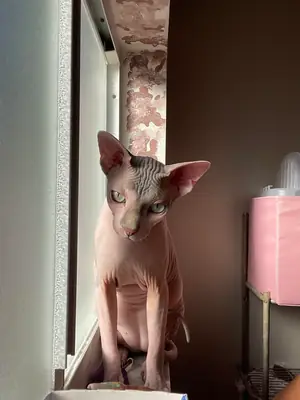 Chat Sphynx affectueux cherche famille calme