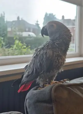 Perroquet gris très bavard à adopter