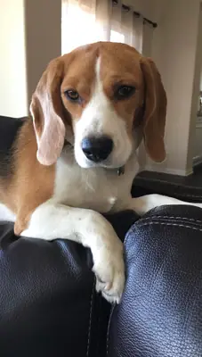 Beagle joueur qui adore les promenades longues