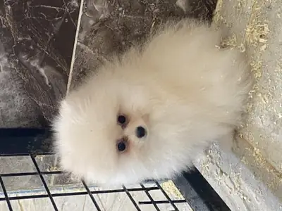 Chiot Pomeranian blanc élevé dans un cadre familial