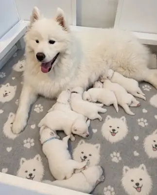 萨摩耶幼犬待售