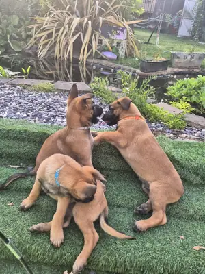 Chiots de Berger Belge