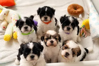 拉萨犬幼犬