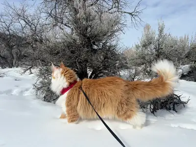 Gato Maine Coon muy tranquilo busca nuevo hogar