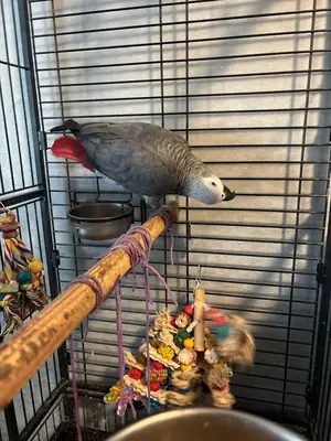 Loro gris africano muy inteligente para adopción
