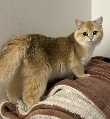 British Shorthair muy equilibrado acostumbrado a vida interior