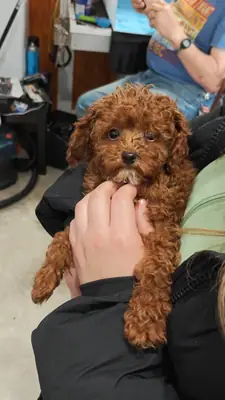 Caniche marrón muy cercano a las personas busca familia