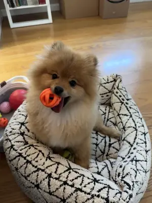 Pomerania naranja macho en adopción, muy apegado a la gente