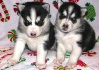 F9 Husky yavruları bir yuva arıyor.