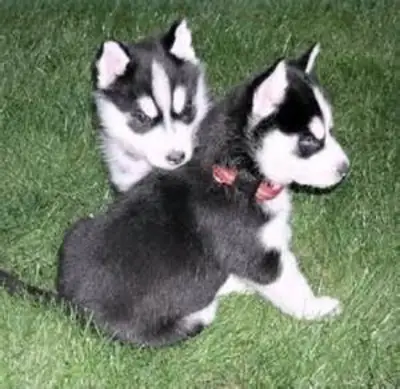 F14 Husky puppies are looking for a home.