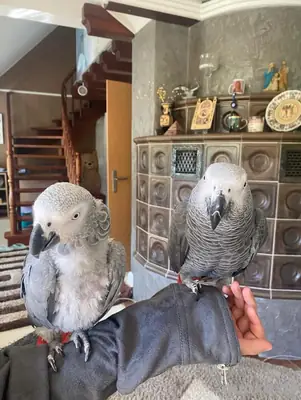 Male and female Talking African Grey Parrots