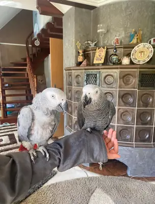 Adorable African Grey Parrots