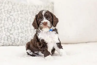 Cute Cavapoo puppies up for adoption 