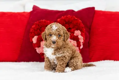 Cute Cavapoo puppy  Romeo up for adoption