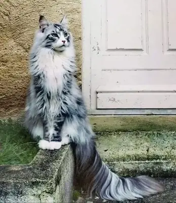 Спокойная норвежская лесная кошка ищет новый дом