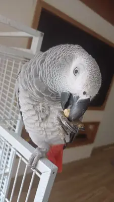 Умный попугай жако ищет человека который будет с ним разговаривать