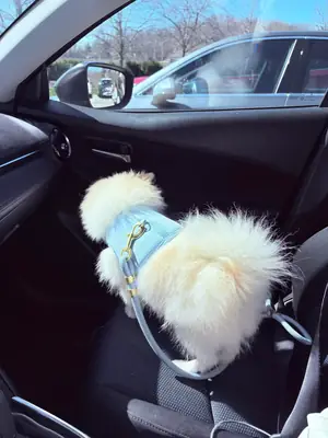 Белый померанский шпиц очень дружелюбный