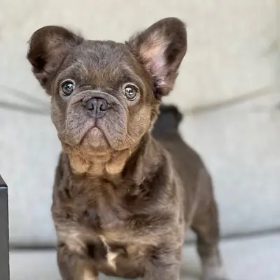 Mavi Kurdeleli Sevimli Fransız Bulldog Yavru! 🎀💙