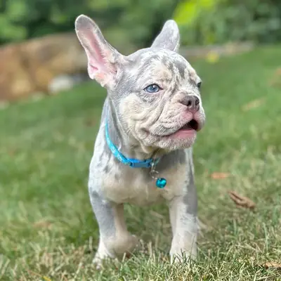 ¡Espectacular Cachorrito Bulldog Francés Merle Azul! 🐾✨