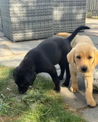 Labrador Retriever Puppies For Re-homing .Text us on Whatsapp.... +34 642 12 80 93