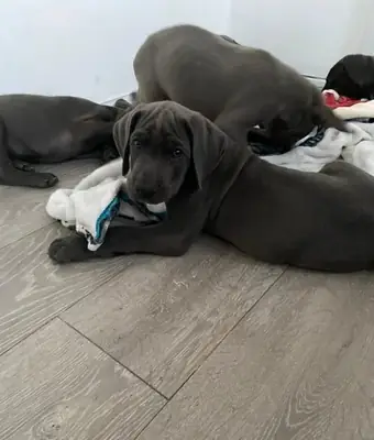 Blue Great Dane Puppies For Re-homing... Whatsapp us at........+34 642 12 80 93