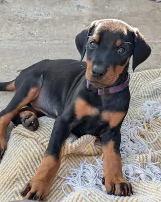 Doberman Pinscher Puppies Ready for Adoption.... Whatsapp us .. +34 642 12 80 93