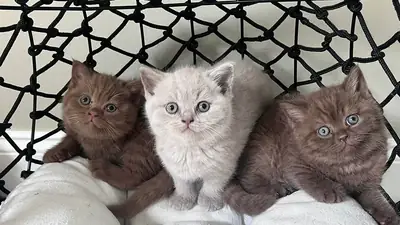 British Shorthair kittens for gift (male and female)