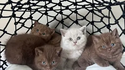 Gift British kittens (male and female)