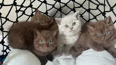 British Shorthair for adoption (male and female)