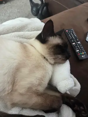 安静又很黏人的暹罗猫寻找新家庭