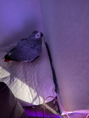 会模仿声音的灰鹦鹉寻找真正爱鸟的人