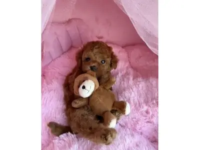 家庭环境长大的棕色贵宾犬