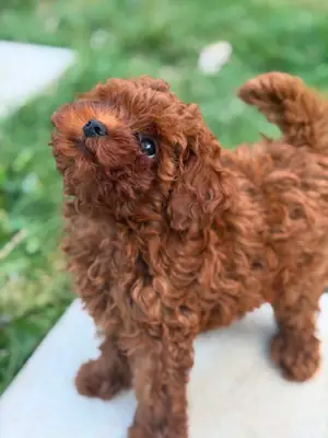 Küçük ve sevimli Asya Toy Poodle'ları