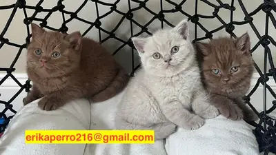 Regalo gatitos British Shorthair