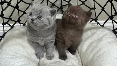 Cadeau chatons British Shorthair nouveau-nés (mâle et femelle)