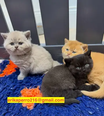 Regalo gatitos British Shorthair recién nacidos (macho y hembra)