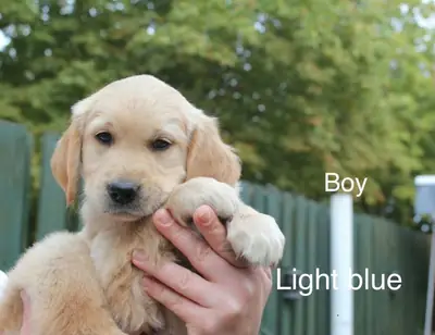 Golden Retriever Puppies