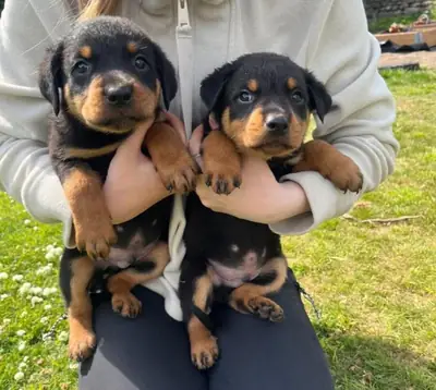 ...Regalo Cachorros Rottweiler Gratis Whatsapp  (+34)611386992