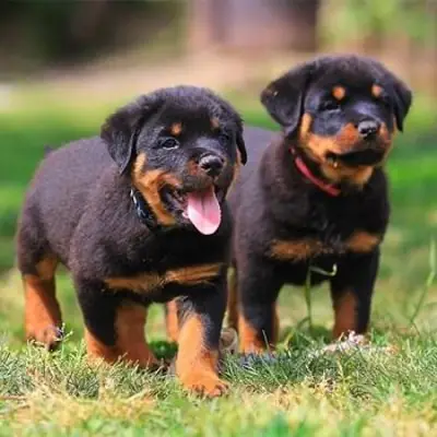 Regalo Cachorros Rottweiler Gratis Whatsapp  (+34)611386992 ...