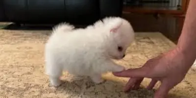 Regalo Cachorros. Pomerania Mini Gratis Whatsapp  (+34)611386992