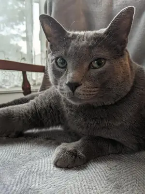 性格温顺的俄罗斯蓝猫，正在寻找一个安静的家。