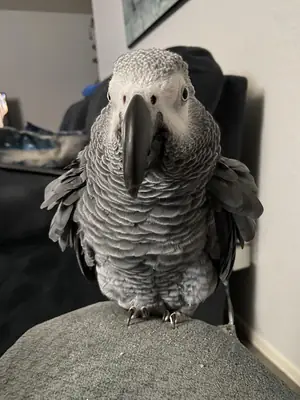 聪明的非洲灰鹦鹉正在寻找一位耐心的主人