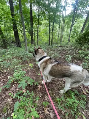 忠诚的秋田犬伴侣犬，寻找经验丰富的犬主。