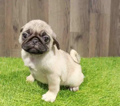 ..,Дарю Щенков Мопса {PUG} Бесплатно Whatsapp (+34)611386992