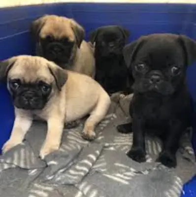 Бесплатно щенки мопса {PUG} Whatsapp (+34)611386992