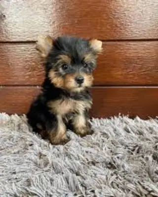.;赠送约克夏犬幼犬   Whatsapp  (+34)611386992