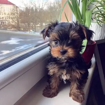 ;'Regalo Cachorros Yorkshire Terrier   Whatsapp  (+34)611386992