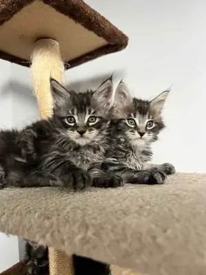 ...;;;Maine Coon Kedi Yavruları Hediye whatsapp   (+34)611386992