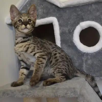 Regalo Gatitos Savannah whatsapp (+34)611386992