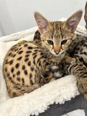 Savannah Kedi Yavruları Hediye whatsapp (+34)611386992 ....